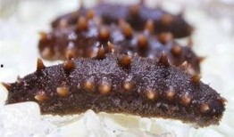 海参养殖爆料视频大全,爆料视频大全深度解析