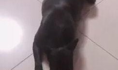 爆料汪小菲狗崽视频播放,萌态可掬引网友热议